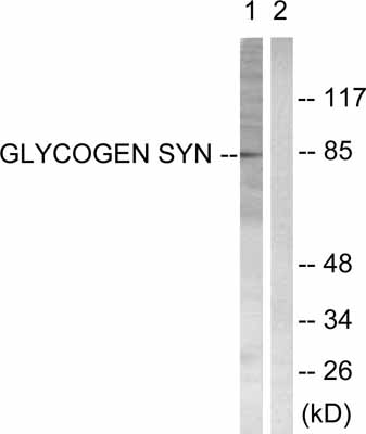 All lanes : Anti-Glycogen synthase 1 antibody (ab53697) at 1/500 dilutionLane 1 : HeLa cell extract treated with Serum (20%, 30 mins)Lane 2 : HeLa cell extract treated with Serum (20%, 30 mins) with immunising peptide