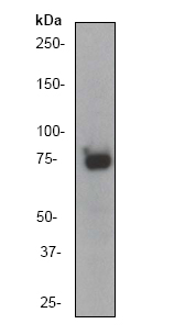 Anti-Glycogen synthase 1 antibody [EP817Y] (ab40810) at 1/50000 dilution + HeLa cell lysate at 10 µg