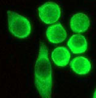 ab40810 at a 1:250 dilution staining Hela cells using anti-Glycogen Synthase 1 RabMAb.