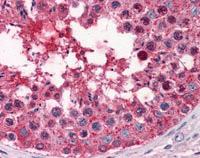 ab117267, at 5 µg/ml, staining Glycogenin 1 in Formalin-fixed, Paraffin-embedded Human Testis tissue by Immunohistochemistry.