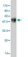 Western blot against tagged recombinant protein immunogen using ab56436 Glycogenin 2 antibody at 1ug/ml.