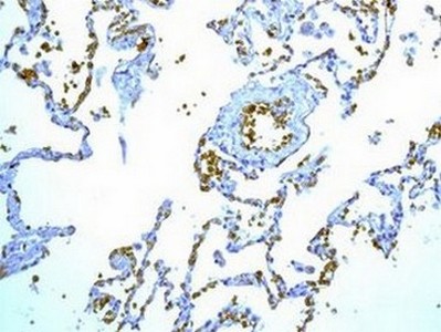 Immunohistochemical analysis of paraffin embedded Human lung tissue labelling Glycophorin A with ab134111 at 1/100.