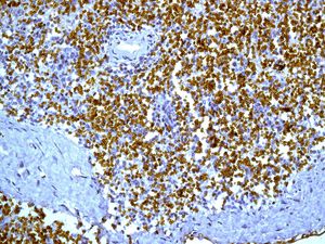 Immunohistochemical analysis of paraffin embedded Human spleen tissue labelling Glycophorin A with ab134111 at 1/100.