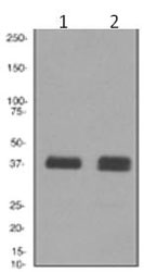 All lanes : Anti-Glycophorin C antibody [EPR4115] (ab108619) at 1/1000 dilutionLane 1 : TF1 cell lysatesLane 2 : K562 cell lysatesLysates/proteins at 10 µg per lane.