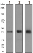 All lanes : Anti-Glycophorin C antibody [EPR4116] (ab108925) at 1/1000 dilutionLane 1 : TF-1 cell lysateLane 2 : K562 cell lysateLane 3 : Red blood cell lysateLysates/proteins at 10 µg/ml per lane.