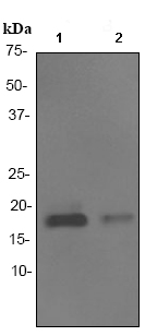 All lanes : Anti-Glycoprotein hormones (alpha 5) antibody [EP3373] (ab92738) at 1/500 dilutionLane 1 : JAR cell lysates, treated with HydroxyureaLane 2 : JAR cell lysates, untreated Lysates/proteins at 10 µg per lane.Secondarygoat anti-rabbit HRP at 1/2000 dilution