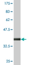 Anti-GLYCTK antibody (ab77727) at 5 µg/ml + immunogen at 0.2 µgSecondaryGoat Anti-Mouse IgG (H&L)-HRP Conjugate at 1/5000 dilution