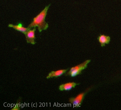 ICC/IF image of ab101478 stained SKNSH cells. The cells were 4% formaldehyde fixed (10 min) and then incubated in 1%BSA / 10% normal goat serum / 0.3M glycine in 0.1% PBS-Tween for 1h to permeabilise the cells and block non-specific protein-protein interactions. The cells were then incubated with the antibody (ab101478, 5µg/ml) overnight at +4°C. The secondary antibody (green) was ab96899, DyLight® 488 goat anti-rabbit IgG (H+L) used at a 1/250 dilution for 1h. Alexa Fluor® 594 WGA was used to label plasma membranes (red) at a 1/200 dilution for 1h. DAPI was used to stain the cell nuclei (blue) at a concentration of 1.43µM.