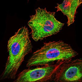 ab129381 at 1/200 dilution staining Glypican 3 in HeLa cells (green) by immunofluorescence. DNA is stained with DRAQ5 dye (blue) and actin filaments with Alexa Fluor-555 phalloidin (red).