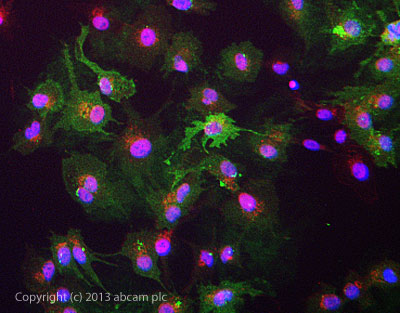 ICC/IF image of ab95363 stained HepG2 cells. The cells were 4% formaldehyde fixed (10 min) and then incubated in 1%BSA / 10% normal goat serum / 0.3M glycine in 0.1% PBS-Tween for 1h to permeabilise the cells and block non-specific protein-protein interactions. The cells were then incubated with the antibody ab95363 at 5µg/ml overnight at +4°C. The secondary antibody (green) was DyLight® 488 goat anti- rabbit (ab96899) IgG (H+L) used at a 1/250 dilution for 1h. Alexa Fluor® 594 WGA was used to label plasma membranes (red) at a 1/200 dilution for 1h. DAPI was used to stain the cell nuclei (blue) at a concentration of 1.43µM.