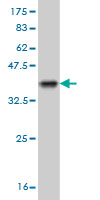 Western blot against tagged recombinant protein immunogen using ab56470 Glyt2 antibody at 1ug/ml.