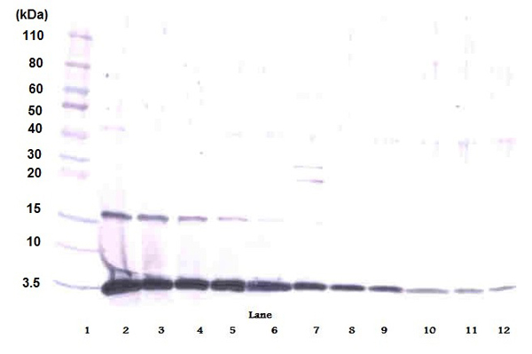 Performed under reducing conditions.Observed band size : 17 kDa (why is the actual band size different from the predicted?)Western blot analysis of recombinant GM-CSF using ab9741 at 0.1μg/ml. Bottom band - dye front.