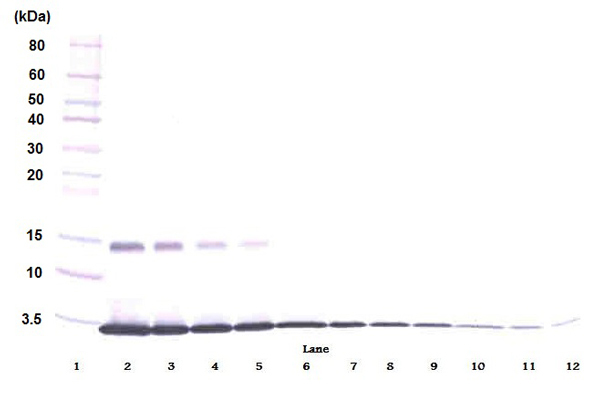 Performed under non-reducing conditions.Observed band size : 17 kDa (why is the actual band size different from the predicted?)Western blot analysis of recombinant GM-CSF using ab9741 at 0.1μg/ml. Bottom band - dye front.