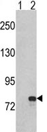 All lanes : Anti-GMP Synthase antibody - C-terminal (ab135538) at 1/50 dilutionLane 1 : Non-transfected 293 cell lysateLane 2 : 293 cell lysate transiently transfected with the GMP Synthase geneLysates/proteins at 2 µg per lane.