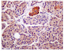 Immunohistochemical analysis of paraffin-embedded Human pancreas tissue labeling GNAI3 with ab176339 at 1/50 dilution.