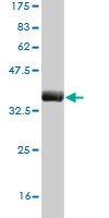 Western blot against tagged recombinant protein immunogen using ab56968 GNB5 antibody at 1ug/ml.