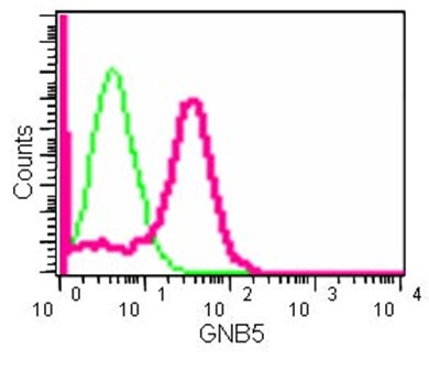 Flow cytometry analysis of 2% paraformaldehyde fixed HACAT cells labeling GNB5 with ab185206 at 1/160 dilution (red) or a rabbit IgG isotype control (green), followed by secondary Goat anti rabbit IgG (FITC) at 1/150 dilution.