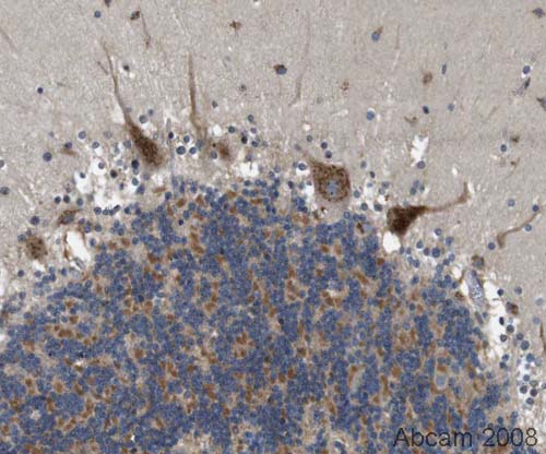(Image courtesy of Human Protein Atlas)ab31837 detecting GODZ protein in the purkinje cells of normal human cerebellum. Paraffin embedded human cerebral cortex tissue was incubated with ab31837 (1/75 dilution) for 30 mins at room temperature. Antigen retrieval was performed by heat induction in citrate buffer pH 6.