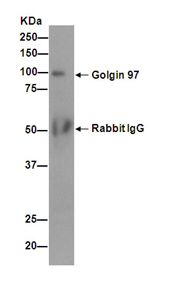 Immunoprecipitation of HeLa cell lysates using ab190687. Detection of Golgin 97 utilised ab190687 at 1/50 dilution and Goat Anti-Rabbit IgG, (H+L), Peroxidase conjugated secondary antibody at 1/1000 dilution.