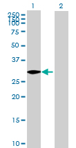 All lanes : Anti-GOLPH3 antibody (ab69171) at 1/500 dilutionLane 1 : GOLPH3 transfected 293T cell lysateLane 2 : Non transfected 293T cell lysateLysates/proteins at 25 µg per lane.SecondaryGoat Anti-Mouse IgG (H&L)-HRP Conjugate at 1/2500 dilution