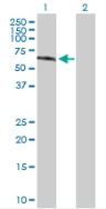 All lanes : Anti-Gonadotropin Inducible Transcription Repressor 1 antibody (ab88291) at 1 µg/mlLane 1 : Gonadotropin Inducible Transcription Repressor 1 transfected 293T cell lysate Lane 2 : Non transfected 293T cell lysate Lysates/proteins at 50 µg per lane.SecondaryGoat Anti-Mouse IgG (H&L)-HRP Conjugate secondary antibody at 1/2500 dilution