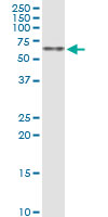 Anti-Gonadotropin Inducible Transcription Repressor 1 antibody (ab168178) at 1/500 dilution + Jurkat cell lysate at 50 µgSecondaryGoat anti-Mouse IgG HRP at 1/2500 dilution
