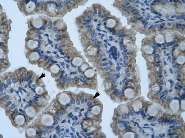 Immunohistochemistry (Formalin/PFA-fixed paraffin-embedded sections) analysis of human intestine tissue labelling Gonadotropin Inducible Transcription Repressor 1 with ab32597 at 4-8µg/ml. Cells with positive label (as indicated by the arrows) are epithelial cells of intestinal vilus. Magnification: 400X.