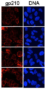 HeLa cells grown on coverslips were washed twice with PBS and permeabilized with 0.2% Triton X-100 in PBS for 2 min at room temperature. Following 2 PBS washes, the coverslips were fixed with 3.7% formaldehyde and subsequently blocked in 2% skim milk powder in PBS-T (PBS containing 0.1% Tween 20) for 2 hrs. For detection of gp210, ab15601 was diluted 1:500-1:1000 in 2% skim milk powder in PBS-T and incubated on the coverslips for 1 hour at RT. Following incubation with primary antibodies, coverslips were washed three times with PBS-T over a period of 45 min. Antibody binding was detected with donkey anti-rabbit antibodies conjugated to Cy3 at a dilution of 1:2500.