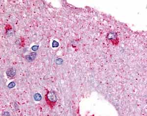 ab61036 (10ug/ml) staining of human brain tissue sections by IHC-P.