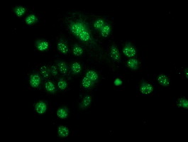 ab128534, at 1/100 dilution, staining CRYZL1 in COS7 cells transiently transfected with pCMV6-ENTRY CRYZL1 by Immunofluorescence.