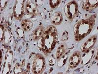 ab128534, at 1/150 dilution, staining CRYZL1 in paraffin-embedded Human kidney tissue by Immunohistochemistry.