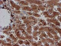 ab128534, at 1/150 dilution, staining CRYZL1 in paraffin-embedded Human liver tissue by Immunohistochemistry.