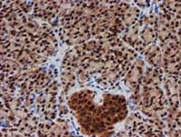 ab128534, at 1/150 dilution, staining CRYZL1 in paraffin-embedded Human pancreas tissue by Immunohistochemistry.