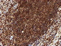 ab128534, at 1/150 dilution, staining CRYZL1 in paraffin-embedded Human tonsil tissue by Immunohistochemistry.