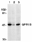 All lanes : Anti-GPCR GPR15 antibody (ab8104)Lane 1 : Human heart lysate in absence of specific peptideLane 2 : Human heart lysate in presence of specific peptideLane 3 : Human heart lysate in presence of unrelated peptideObserved band size : 50 kDa (why is the actual band size different from the predicted?)