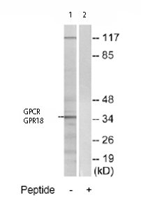 All lanes : Anti-GPCR GPR18 antibody (ab76258) at 1/500 dilutionLane 1 : Extracts from HT-29 cellsLane 2 : Extracts from HT-29 cells plus 5µg immunizing peptideLysates/proteins at 5 µg per lane.