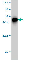 Western blot against tagged recombinant protein immunogen using ab57206 CSDC2 antibody at 1ug/ml.