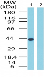 All lanes : Anti-GPCR GPR65 antibody (ab72157) at 1 µg/mlLane 1 : Human kidney lysateLane 2 : Human kidney lysate with immunising peptide