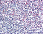 ab72157 at 20µg/ml staining GPCR GPR65 in human tonsil by Immunohistochemistry, Paraffin-embedded tissue.