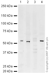 All lanes : Anti-GPCR RDC1 antibody (ab38089) at 1/250 dilutionLane 1 : Human Brain Tissue LysateLane 2 : Human Testis Tissue LysateLane 3 : Human Liver Tissue LysateLane 4 : Human Heart Tissue LysateLysates/proteins at 10 µg per lane.SecondaryIRDye 680 Conjugated Goat Anti-Rabbit IgG (H+L) at 1/10000 dilutionPerformed under reducing conditions.