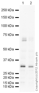 All lanes : Anti-GPCR TGR5 antibody (ab114081) at 1 µg/mlLane 1 : HepG2 (Human hepatocellular liver carcinoma cell line) Whole Cell LysateLane 2 : Caco 2 (Human colonic carcinoma cell line) Whole Cell LysateLysates/proteins at 10 µg per lane.SecondaryGoat Anti-Rabbit IgG H&L (HRP) preadsorbed (ab97080) at 1/5000 dilutiondeveloped using the ECL techniquePerformed under reducing conditions.