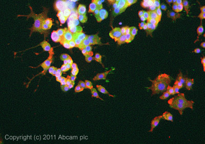 ICC/IF image of ab92988 stained PC12 cells. The cells were 4% formaldehyde fixed (10 min) and then incubated in 1%BSA / 10% normal goat serum / 0.3M glycine in 0.1% PBS-Tween for 1h to permeabilise the cells and block non-specific protein-protein interactions. The cells were then incubated with the antibody ab92988 at 5µg/ml overnight at +4°C. The secondary antibody (green) was Alexa Fluor® 488 goat anti- rabbit IgG (H+L) used at a 1/1000 dilution for 1h. Alexa Fluor® 594 WGA was used to label plasma membranes (red) at a 1/200 dilution for 1h. DAPI was used to stain the cell nuclei (blue) at a concentration of 1.43µM.