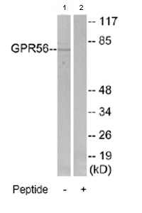 All lanes : Anti-GPR56 antibody (ab77515) at 1/500 dilutionLane 1 : Extracts from K562 cellsLane 2 : Extracts from K562 cells with immunizing peptide at 5 µgLysates/proteins at 15 µg per lane.