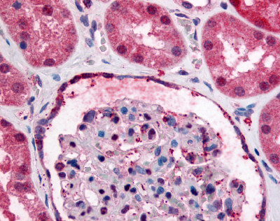 ab60998, at a concentration of 5 µg/ml, staining GPR89A in formalin fixed paraffin embedded human kidney tissue sections by Immunohistochemistry.