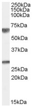 Anti-GPSM2 antibody (ab59128) at 0.01 µg/ml + Human Brain (Cerebellum) lysate (35µg protein in RIPA buffer)