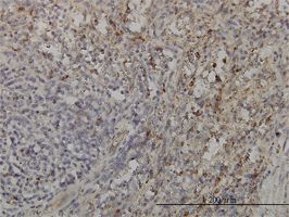 GRAP2 antibody (ab56498) used in immunohistochemistry at 3ug/ml on formalin fixed and paraffin embedded human spleen.