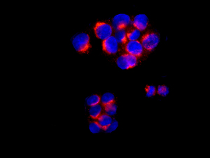 Immunofluorescent analysis of HepG2 cells, labeling GRASP65 with ab174834 at 1/100 dilution (red). DAPI nuclear staining (blue).
