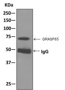 Western blot analysis on immunoprecipitation pellet from HeLa cell lysate labeling GRASP65, immunoprecipitated using ab174834 at 1/10 dilution.