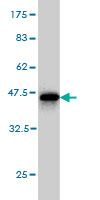 Western blot against tagged recombinant protein immunogen using ab57139 Gremlin 1 antibody at 1ug/ml.