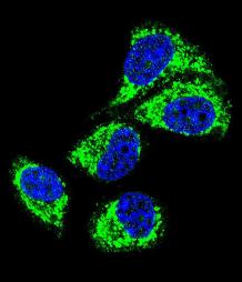 Immunofluorescence analysis of MCF-7 cells labeling GRHPR with ab176011 at a 1/10 dilution, followed by Alexa Fluor 488 conjugated goat anti-rabbit lgG. DAPI was used to stain the cell nuclear (blue).